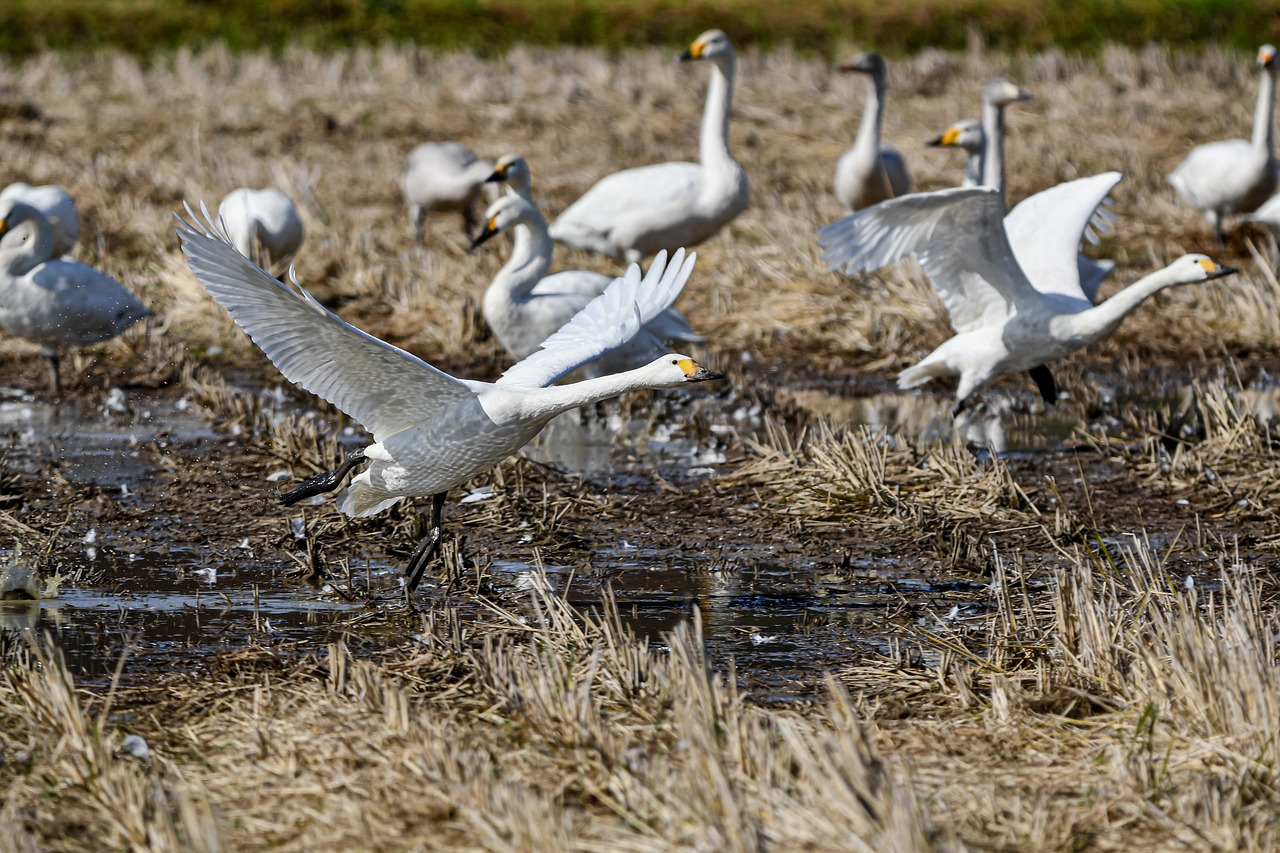 Why Conserving Wetlands is Crucial for a Healthy Planet